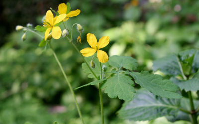 Celidonia (Chelidonium majus)