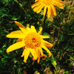 Arnica