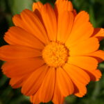L'effetto benefico della calendula