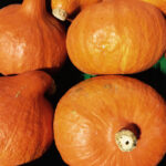 Zucca
