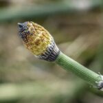 Equisetum