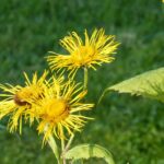 Inula, Juliana Ravi, Fitoterpia