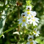 Eufrasia