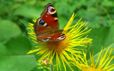 Il mondo dei emozioni