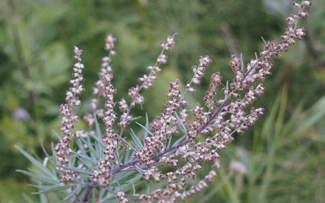 Piante medicinale: Artemisia