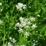Tragoselino, Pimpinella