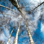 La betulla: un albero sano