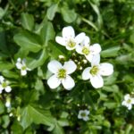 Die gesunde Brunnenkresse