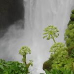 Pianta medicinale del mese: Angelica