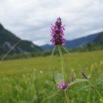 Heilziest ist eine bedeutende Pflanze in der Pflanzenheilkunde