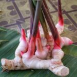 La radice miracolosa: galanga e le sue proprietà medicinali nella fitoterapia