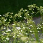 Heilpflanze des Monats: Gewöhnlicher Giersch