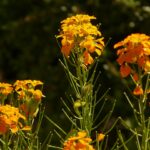 Die wundersame Heilpflanze: Goldlack