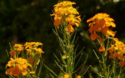La miracolosa pianta medicinale: Violaciocca gialla