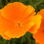 Die goldene Heilpflanze: der kalifornische Mohn