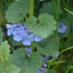 Erba primaverile: l’edera terrestre